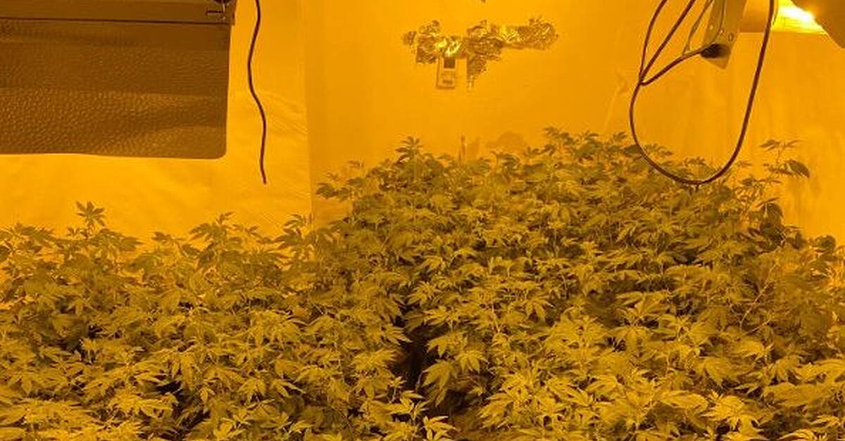 Man arrested after €432k in cannabis plants seized at growhouses in ...