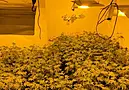 Man Arrested After €432K In Cannabis Plants Seized At Growhouses In Ballinasloe And Athlone