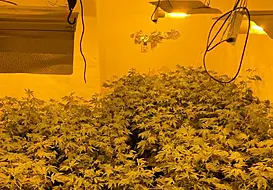 Man Arrested After €432K In Cannabis Plants Seized At Growhouses In Ballinasloe And Athlone