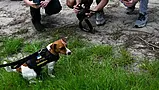 Bosnian Centre Trains Dogs For Ukrainian Demining Efforts