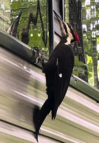 ‘It’s Kind Of Funny’: Woodpecker Attacks Car Mirrors In Massachusetts Village
