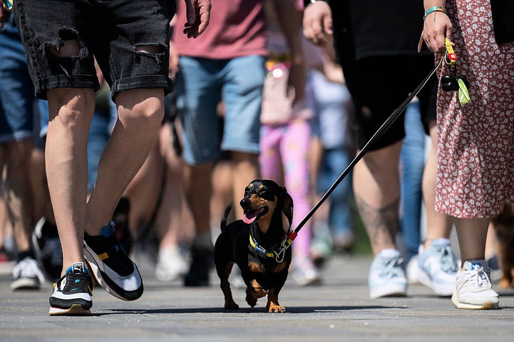 Hundreds of dachshunds chase record in Hungary