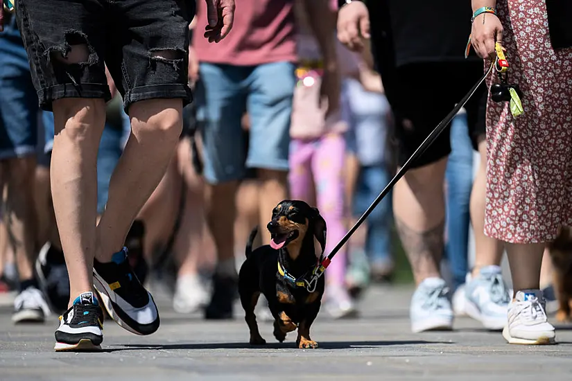 Hundreds Of Dachshunds Chase Record In Hungary