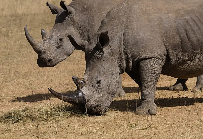 Poachers Have Killed More Than 100 Rhinos In South Africa This Year