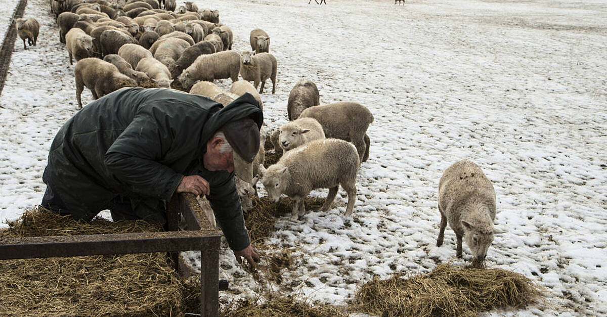 New Zealand still has more sheep than people but humans are catching up