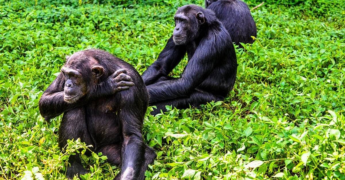Chimpanzee engaging in social interaction