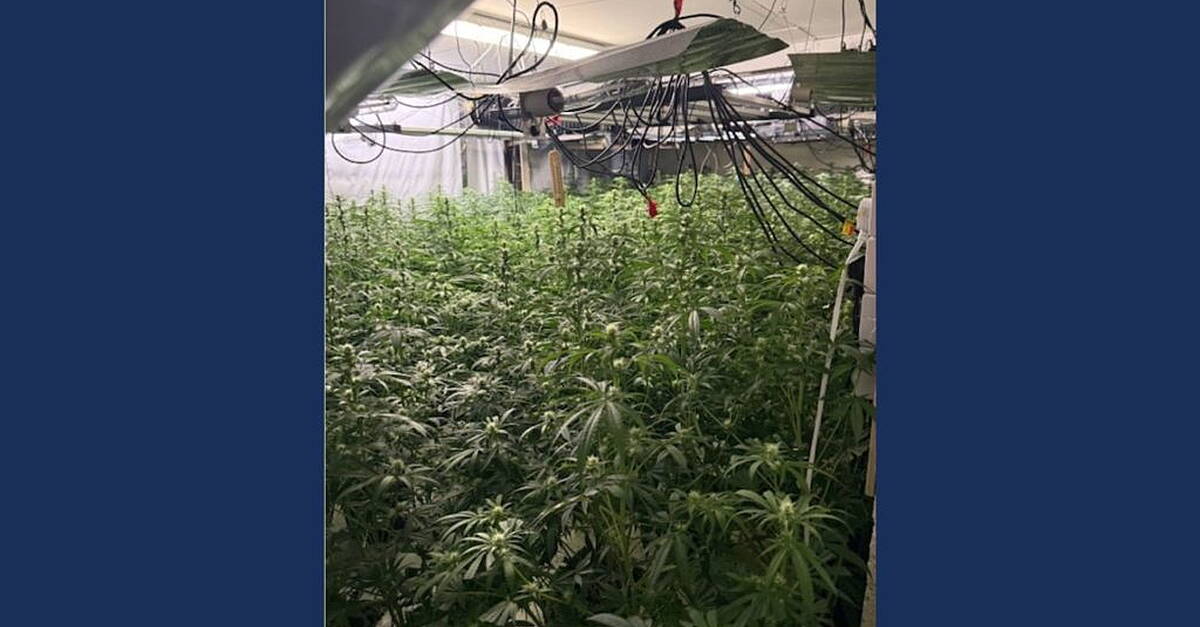 Over €750,000 cannabis seized and two men (40s) arrested after ...