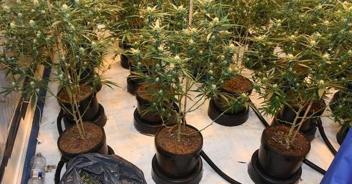 Two men (20s and 50s) arrested after €164,000 worth of cannabis seized ...