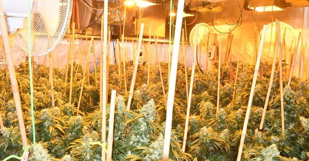 Man (50s) arrested after over €137k of cannabis seized in Co Louth