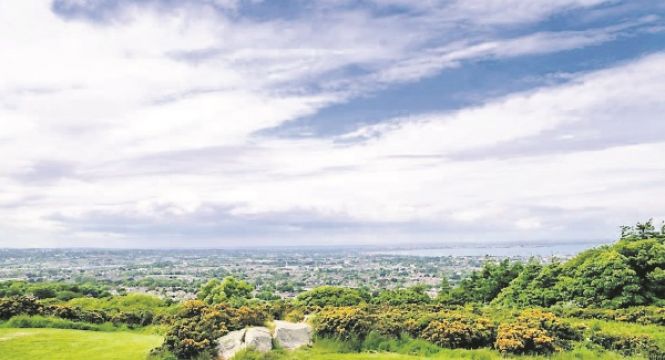 'Tree Huggers' Stopping Dublin Council From Removing Dangerous Trees