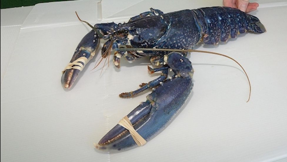 Over 700 Illegally Caught Lobsters Have Been Seized