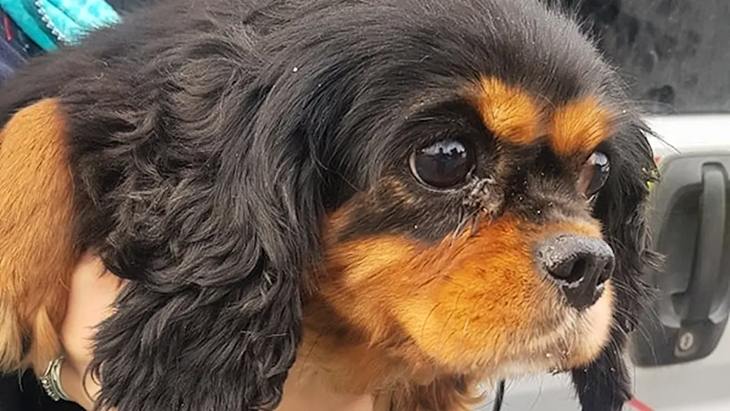 One of the seized dogs. Photograph courtesy of Waterford Animal Welfare.