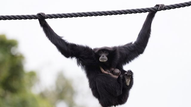 New Baby Siamang Born In Dublin Zoo Over The Weekend