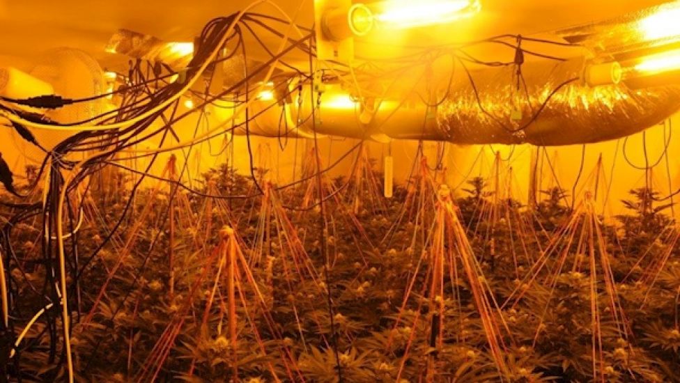 Two Men Arrested Following Discovery Of €240,000 Growhouse In Leitrim