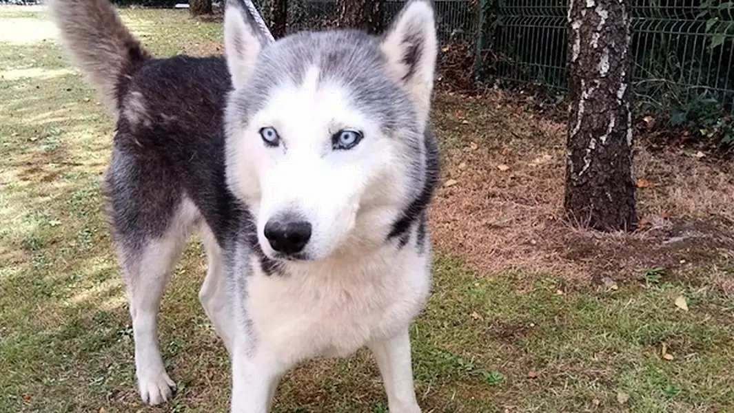 One of the dogs seized by gardaí. Photograph courtesy of An Garda Síochána