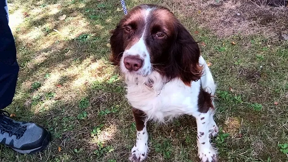 Ten Dogs Seized By Gardaí During House Search