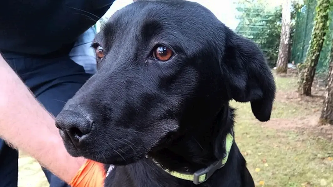 One of the dogs seized by gardaí. Photograph courtesy of An Garda Síochána