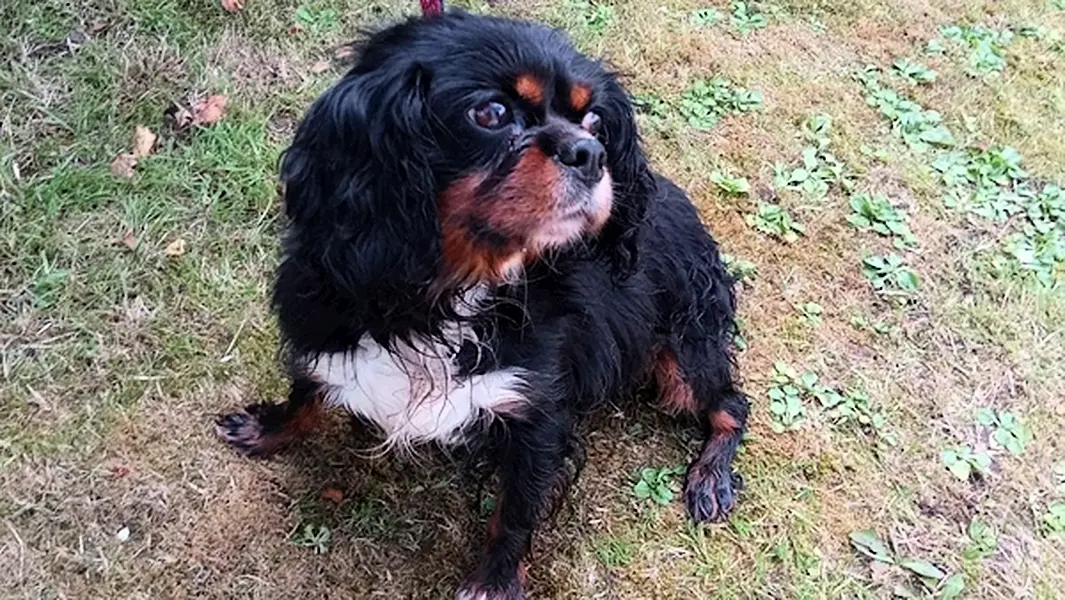 One of the dogs seized by gardaí. Photograph courtesy of An Garda Síochána