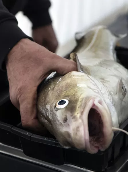 Warmer sea temperatures are threatening the abundance of cod, a study is warning (Danny Lawson/PA)