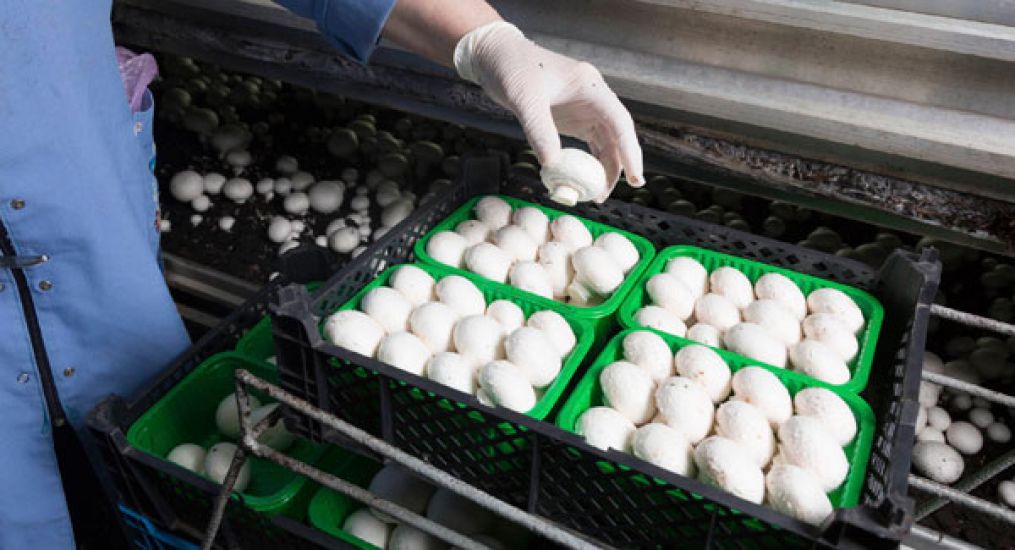 Further Covid-19 Cases Identified At Tipperary Mushroom Plant