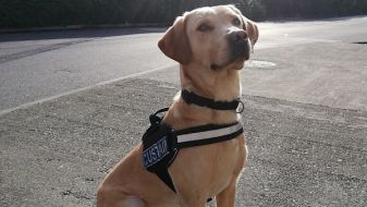 Detector Dog Helps Revenue Sniff Out Major Cannabis Seizure