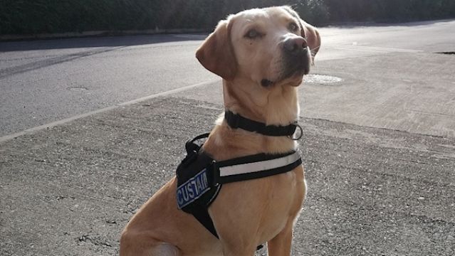 Detector Dog Helps Revenue Sniff Out Major Cannabis Seizure