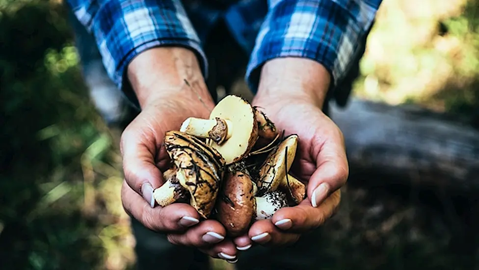 Tipperary Mushroom Plant Shuts With Covid-19 Cases