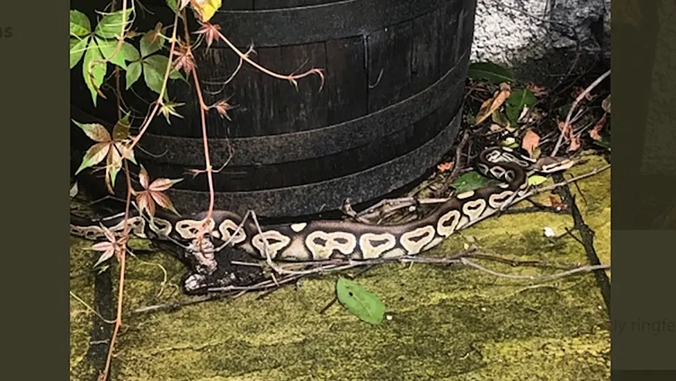 Dubliner Finds Four-Foot Python In His Garden