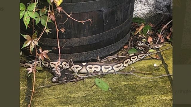 Dubliner Finds Four-Foot Python In His Garden