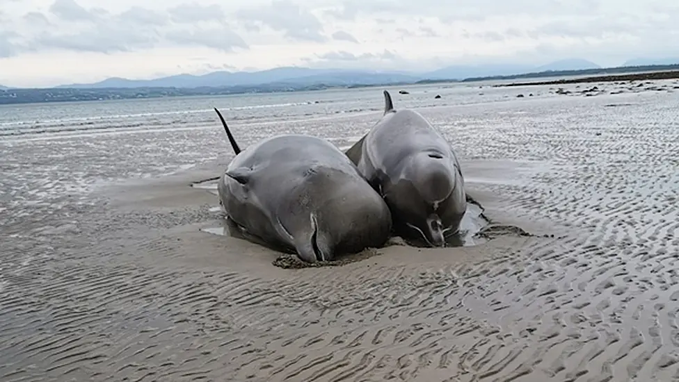 Group Of Whales Stranded On Donegal Beach 'Unlikely' To Survive