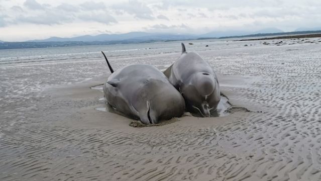 Group Of Whales Stranded On Donegal Beach 'Unlikely' To Survive
