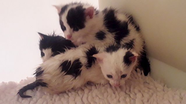 Three Kittens Found Abandoned In Plastic Bag In Longford