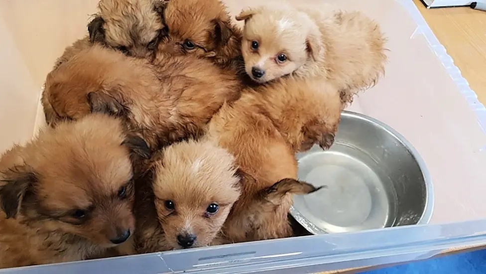 Seven Puppies Seized Follow Garda Search Of Car Boot In Kildare