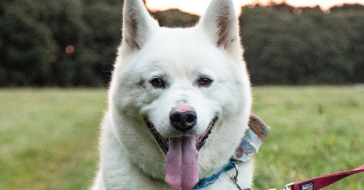 Dog finds forever home after 1,451 days in shelter