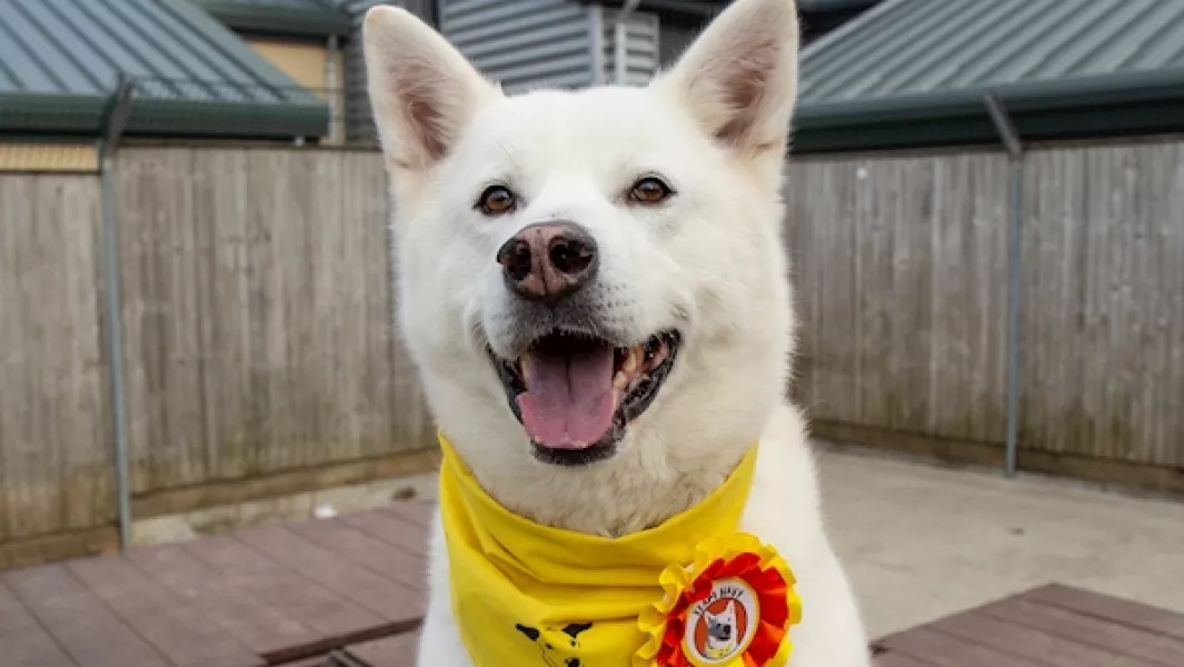Navy found his forever home after almost four years in care. Photo courtesy of Dogs Trust.