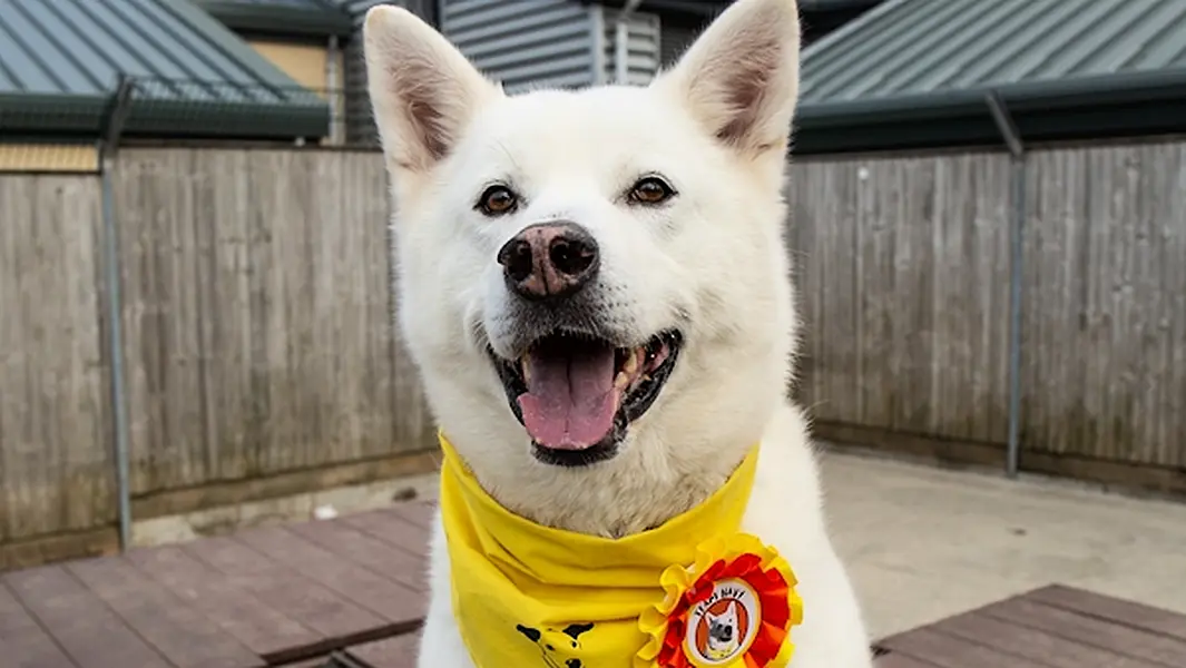 Navy found his forever home after almost four years in care. Photo courtesy of Dogs Trust.