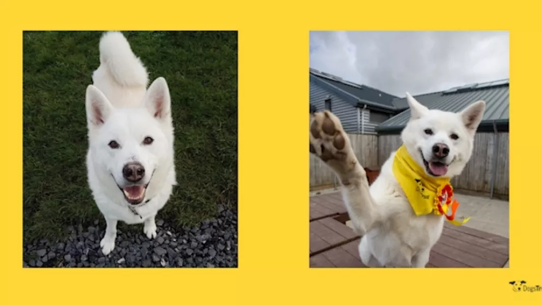 Navy found his forever home after almost four years in care. Photo courtesy of Dogs Trust.