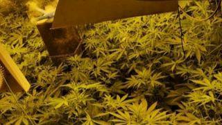Gardaí Seize Over €60,000 Worth Of Suspected Cannabis Plants In Louth
