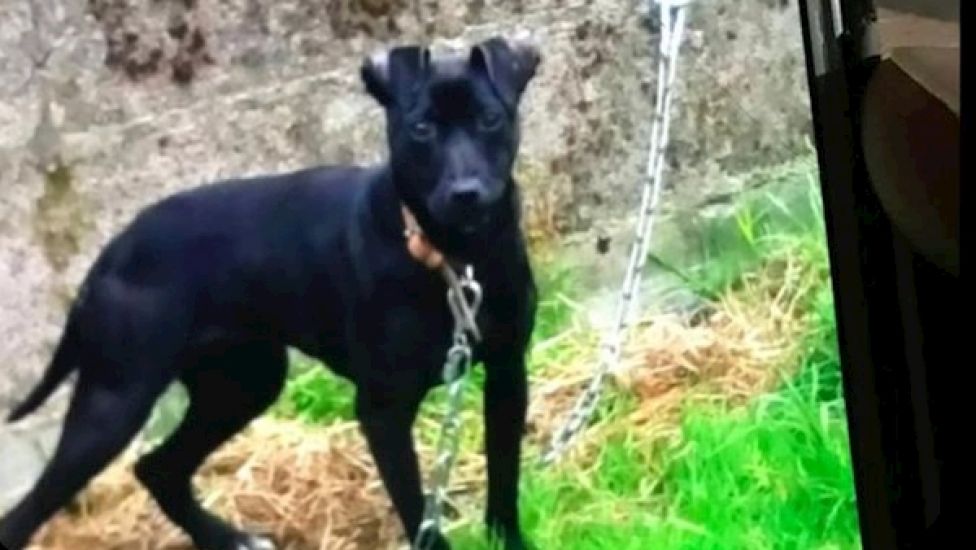 Eight Dogs Stolen From Kennels In Co Cork