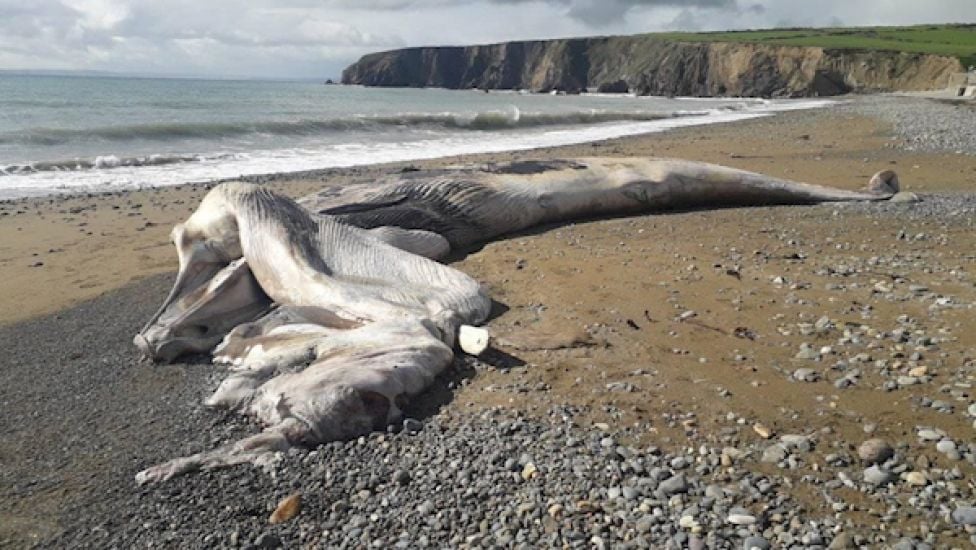 45 Foot Whale Washes Up On Waterford Beach