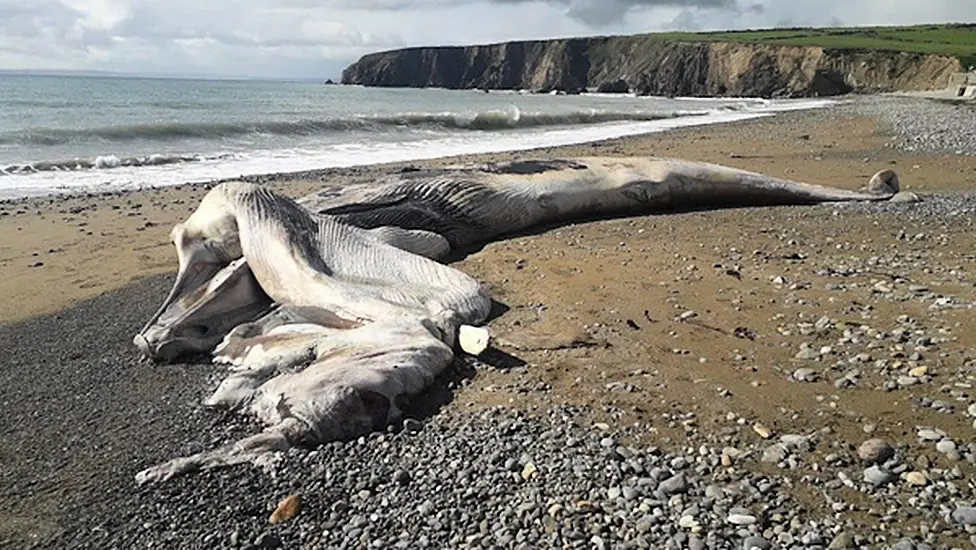 45 Foot Whale Washes Up On Waterford Beach