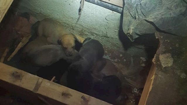 Gardaí Seize 12 Dogs In Tipperary As Part Of Anti-Dog Theft Campaign