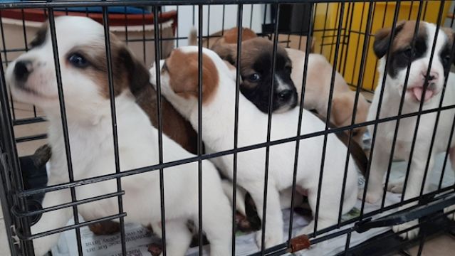 Six Puppies Found In Car Boot At Dublin Port