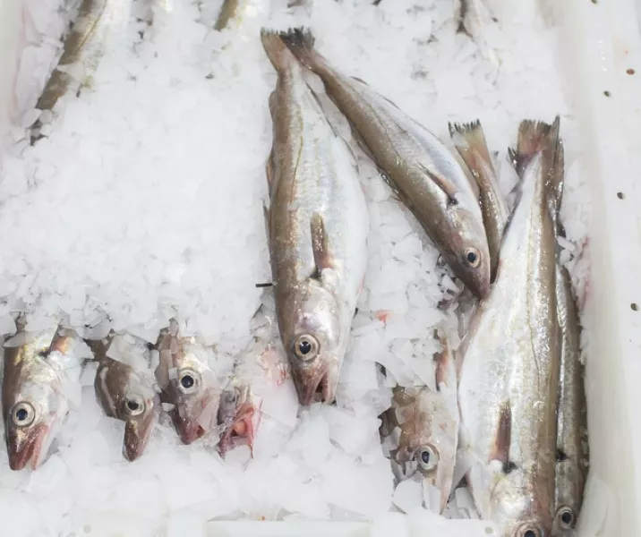 Trays of fish at Peterhead Fish Market in Aberdeenshire (Michal Wachucik/AP)