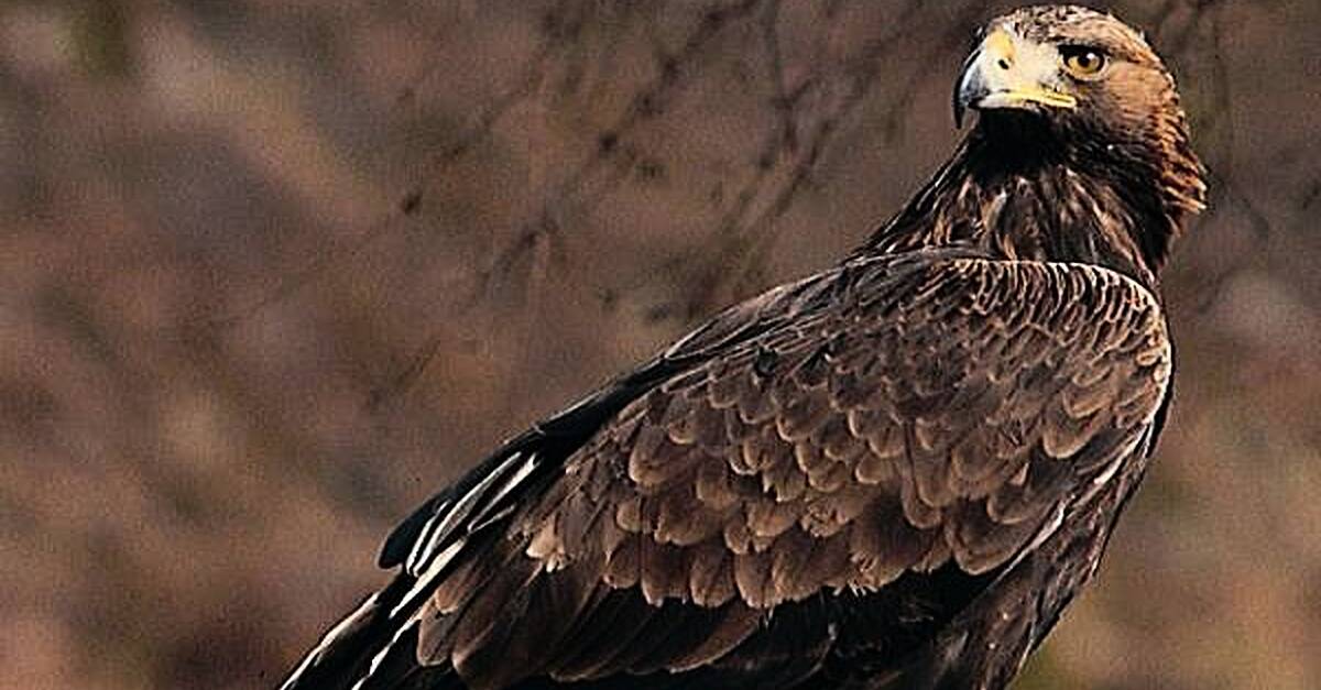 200 birds of prey poisoned in Ireland study finds