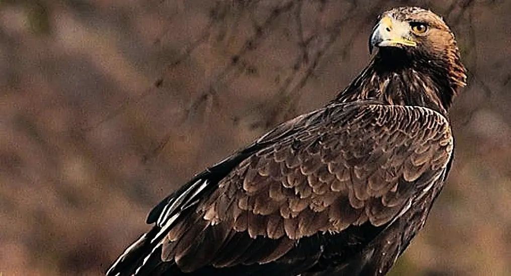 200 Birds Of Prey Poisoned In Ireland Study Finds