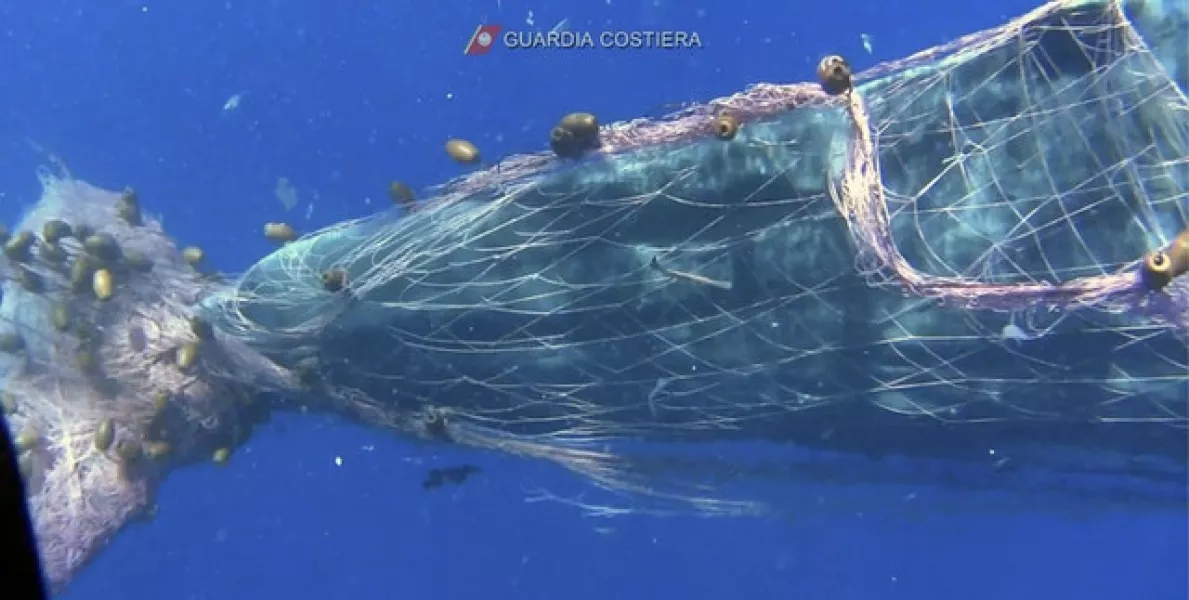 The whale was trapped in a fishing net in the waters near the Aeolian Islands (Italian Coast Guard via AP)