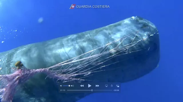 Italian Coast Guard Works To Free Sperm Whale From Fishing Net