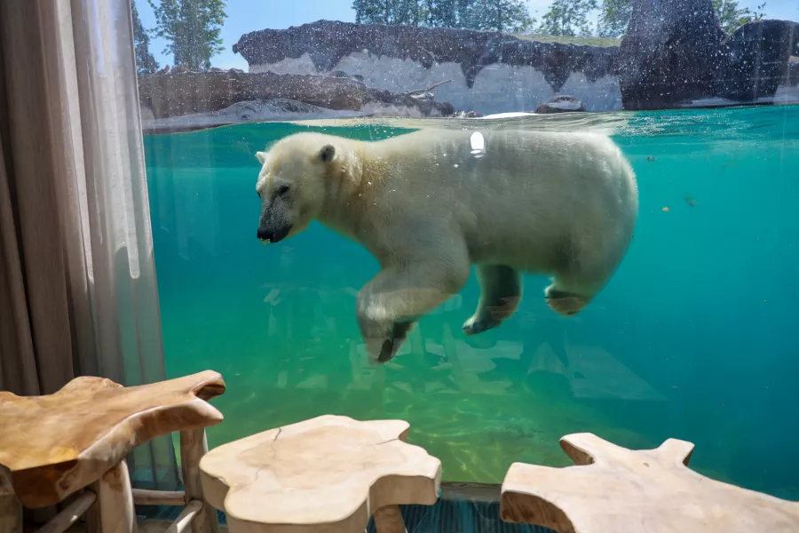 5 zoo hotels where you can watch the animals from your room
