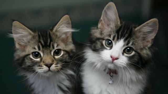 What You Need To Know About Cats And Coronavirus